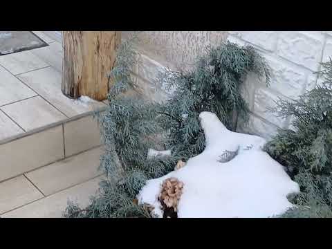 Видео: Отметили Старый Новый год и ДР Юры.