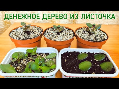 Видео: Денежное дерево (толстянка) из листочка.