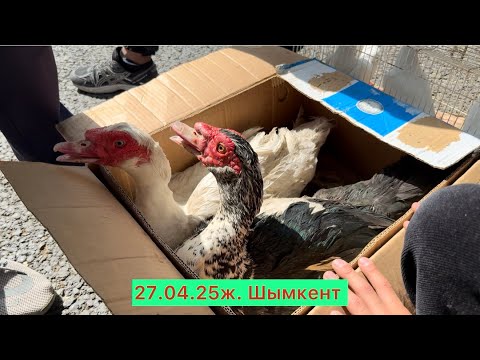 Видео: Шымкент Тауық базары 27.04.25ж