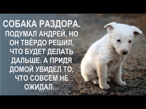 Видео: Собака раздора. Подумал Андрей, но он твердо решил, что будет делать дальше. А придя домой увидел...