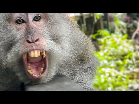 Видео: СМЕХ да и только! Как мы пытались помочь ЗАБРАТЬ СУМКУ девушки у агрессивной обезьяны!