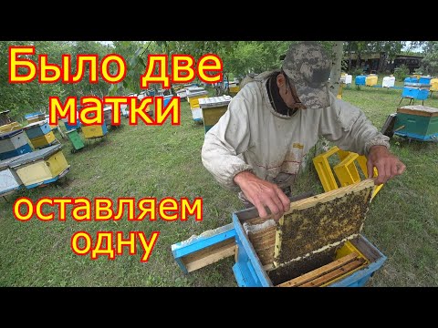 Видео: Двухматочное содержание. Оставляем одну матку. Объединение
