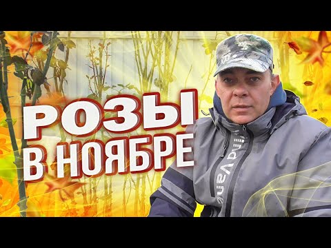 Видео: РОЗЫ В НОЯБРЕ: ОБРЕЗКА РОЗ, ОБРАБОТКА ОТ БОЛЕЗНЕЙ РОЗ, ПОДКОРМКА РОЗ, УКРЫТИЕ РОЗ ОСЕНЬЮ