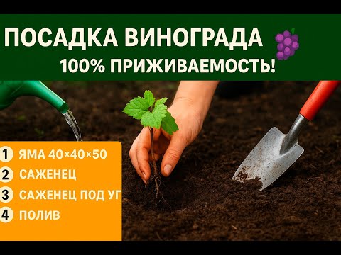Видео: Посадка винограда осенью: проверенный метод от А до Я