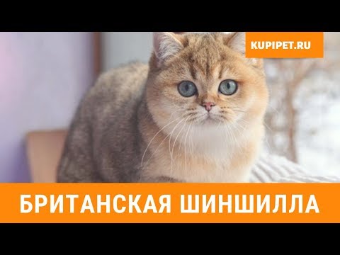 Видео: БРИТАНСКАЯ ШИНШИЛЛА ВСЕ О ПОРОДЕ. ИНТЕРЕСНЫЕ ФАКТЫ