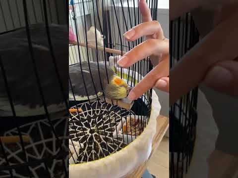 Видео: #жизньвтурции #забавныеживотные #попугай #милота