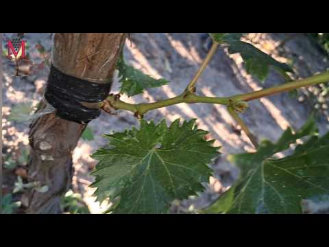 Видео: Изменение сорта старого 🍇 (путем зеленой окулировки под корой)