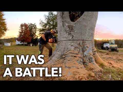 Видео: Самое большое дерево, которое я когда-либо срубил