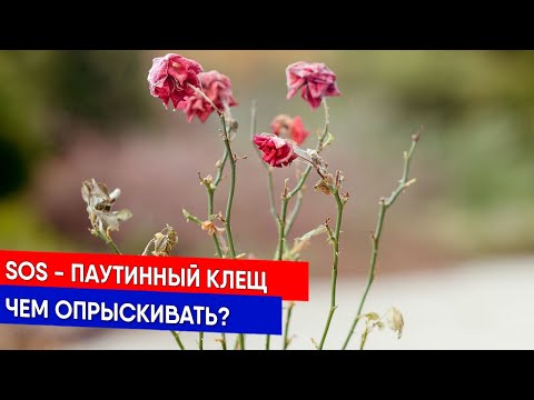 Видео: SOS - паутинный клещ - чем опрыскивать?