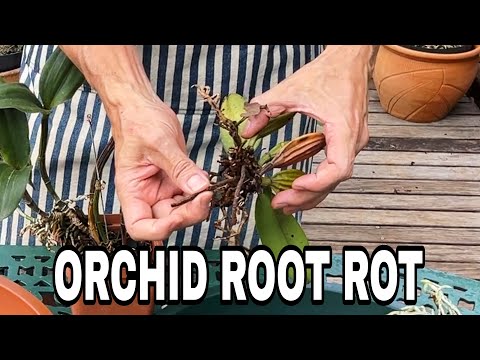 Видео: Корневая гниль орхидеи: выявите ее, пока не поздно
