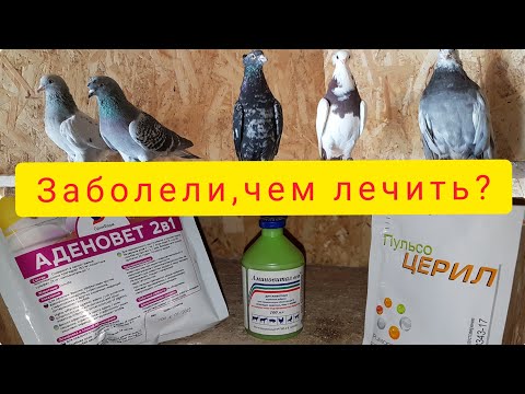 Видео: Голуби заболели.Симптомы и Лечение.The pigeons got sick.Symptoms and Treatment.