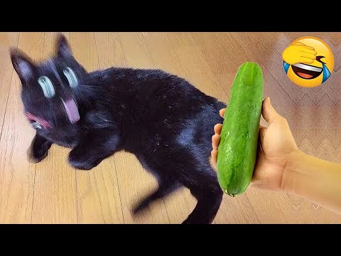 Видео: Глупые животные заставят вас смеяться без остановки 😂