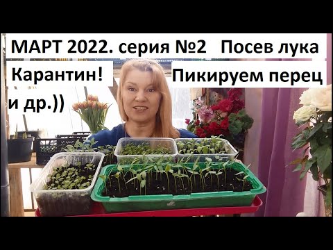 Видео: Март 2022 г. серия №2 Посев лука. Пикировка перца и петунии.
