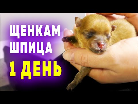 Видео: Щенкам шпица 1 день. Сколько щенков. Пол щенков. Шпицы похудели. Как там баба Оливия