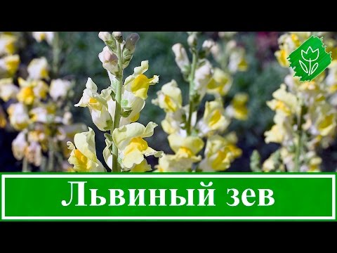 Видео: Цветок львиный зев – посадка и уход, выращивание львиного зева из семян