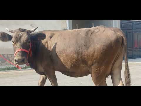 Видео: 24 октября 2025 г.