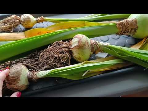 Видео: 09.10.23.Дача..Гиппеаструм..подготовка к зимовке.
