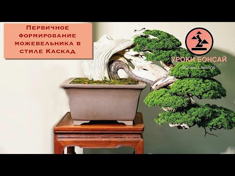 Видео: Бонсай из можжевельника. Первичное формирование бонсай из можжевельника.