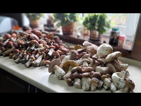 Видео: 1 жовтня 2025р. Неочікувано...😍❤️🤗