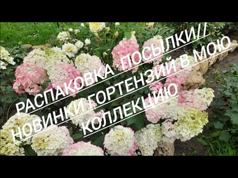 Видео: 161.#Распаковка посылки//Новинки гортензий//Pantera//Pixio//Sunlight//12.09.24🌿🌿🌿