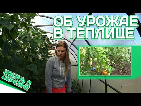 Видео: Какой урожай в теплице из поликорбаната