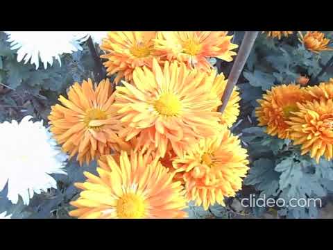 Видео: Бал хризантем в Никитском ботаническом саду. 6.11.2022 (1).
