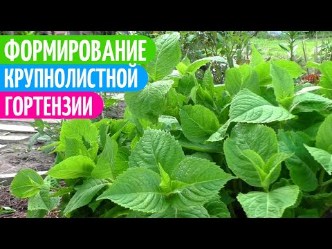 Видео: Куст Гортензии Будет ПЫШНЫМ, Если Проводить Такую ФОРМИРОВКУ. Мои цветы.