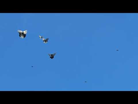 Видео: Николаевские голуби Драганова Виталия.