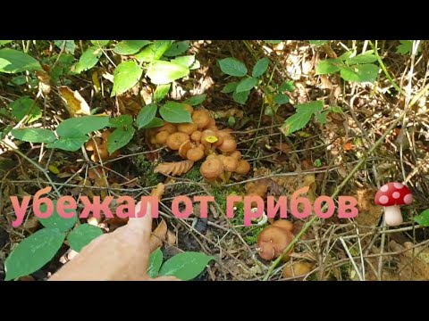 Видео: По грибы через заброшку 🍄🍄#731