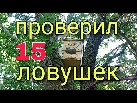Видео: Роеловство 2022. Проверка ловушек на пчел