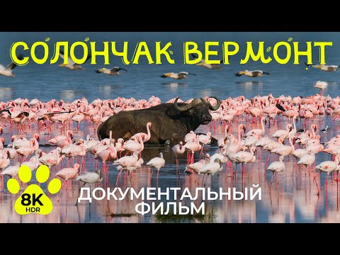 Видео: Дикая природа Африки – #10 | 8K HDR Документальный фильм о диких птицах солончака Вермонт