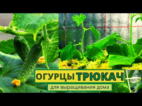 Видео: ОГУРЦЫ ТРЮКАЧ для выращивания дома. Как правильно сделать перевалку в больший объем?