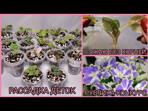 Видео: Отсадка и рассадка деток фиалок. Сажаю детки без корней. Рубрика-конкурс!