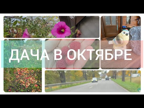Видео: ВСЁ МЕНЬШЕ ВРЕМЕНИ ПРОВОДИМ НА ДАЧЕ #дача#огород#моирозы#мороз#всепомерзло#октябрь#работывсаду