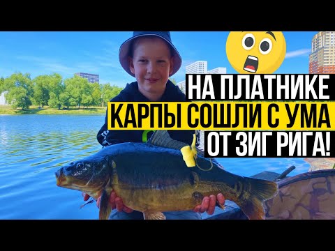 Видео: Ловля карпа на ЗИГ РИГ на городском платнике 🎣 ПОД ЗАНАВЕС КЛЮНУЛ ТРОФЕЙ! Рыбалка с подписчиком