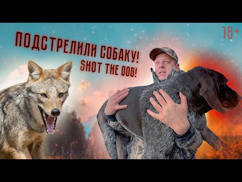 Видео: Последняя охота Босса. Охота на шакала и утку