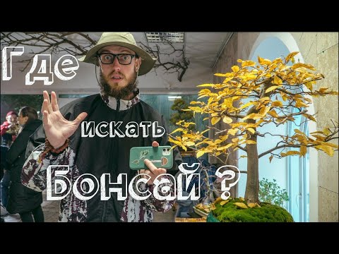 Видео: БОНСАЙ где искать? Евгений Бойко,  как выкопать правильно Бонсай?