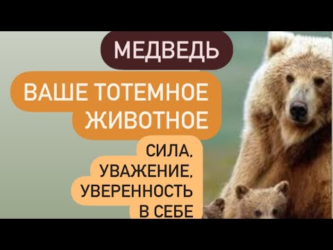 Видео: МЕДВЕДЬ- тотемное животное# какую силу вам даёт и какие уроки несёт в вашу жизнь#?