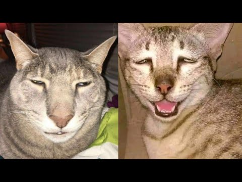 Видео: 🤯🤣 1 ЧАС 🤣🔥 ЛУЧШИЕ МИЛЫЕ И СМЕШНЫЕ ВИДЕО С КОШКАМИ 🤯🤣 Смешные клипы с кошками