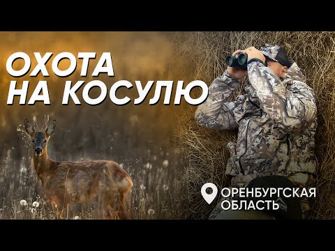 Видео: Осенняя ОХОТА НА КОСУЛЮ в Оренбургской области