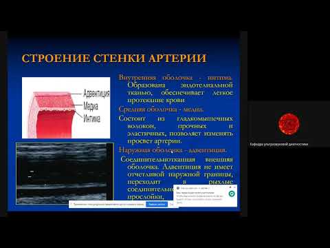 Видео: Основные положения ультразвуковой диагностики сосудов  Морфология  Доц  Ерошенко О Л