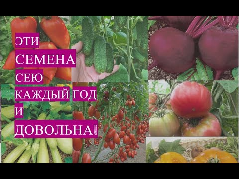 Видео: ЭТИ СЕМЕНА НИКОГДА МЕНЯ НЕ ПОДВОДЯТ! СЕЮ КАЖДЫЙ ГОД И ДОВОЛЬНА!