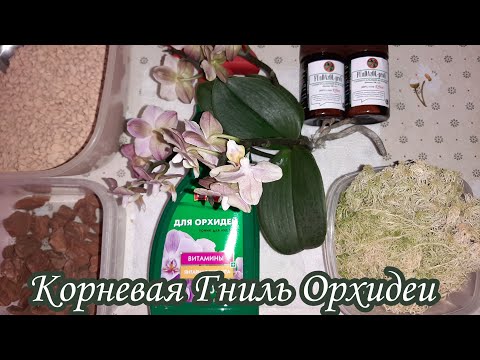 Видео: Реанимация Орхидеи Парфюмерная Фабрика в Закрытой Системе | Корневая гниль