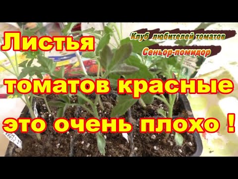 Видео: Красные листья томатов,плохо  всей рассаде!