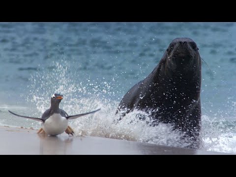 Видео: Он вам не тюлень - МОРСКОЙ ЛЕВ В ДЕЛЕ! Гроза осьминогов, пингвинов, акул и любитель строить гаремы!
