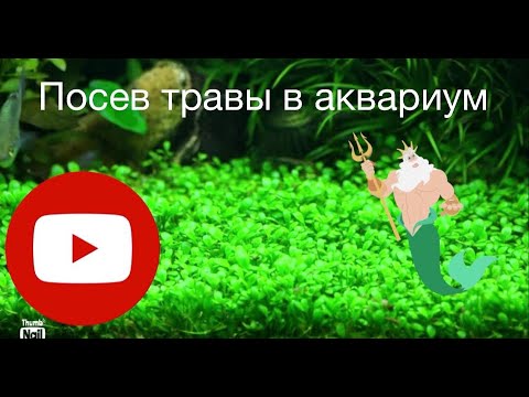 Видео: Посев  почвопокровного ковра в аквариум