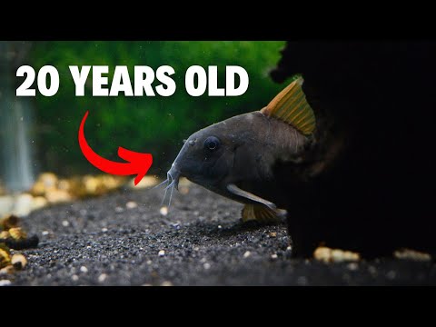 Видео: Экскурсия по рыбоводческому цеху Master Corydora