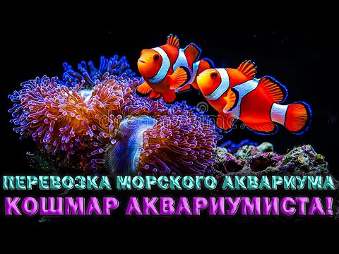 Видео: Перевозка морского аквариума - КОШМАР аквариумиста!