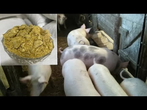 Видео: ❗Соя, макуха, який відсоток додавання в раціон? ТАБЛИЦЯ ВІДГОДІВЛІ СВИНЕЙ ❗