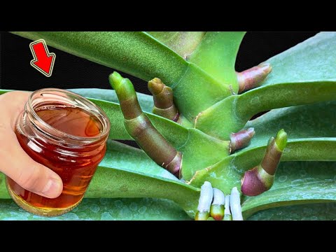 Видео: 1 чашка в неделю! Даже самая слабая орхидея вырастет 1001 корень и цветочную ветку!